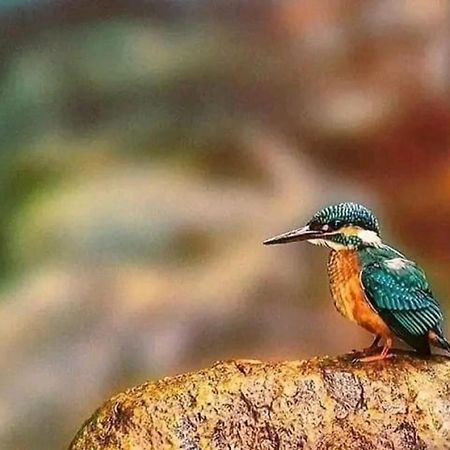 Sigiri Birds Hostel Сигирия Экстерьер фото